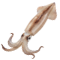 오징어 친구들
