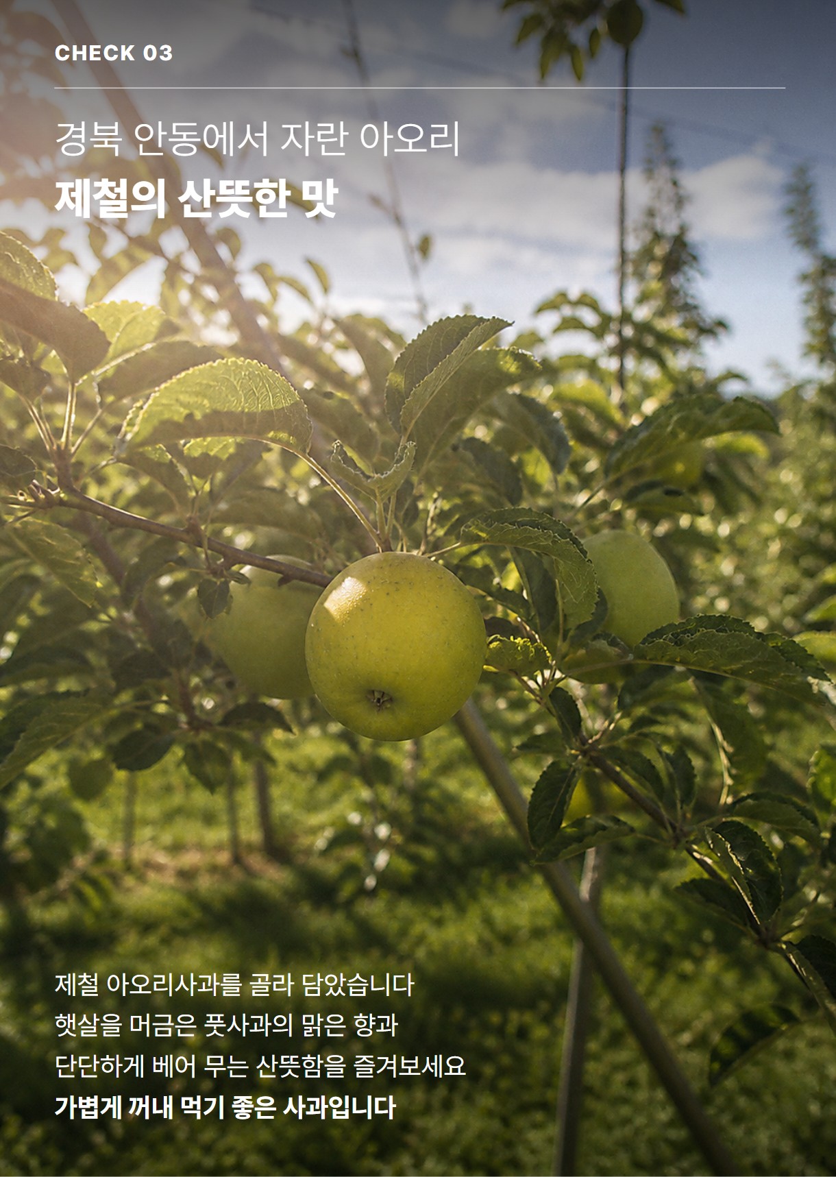 세척 아오리 05