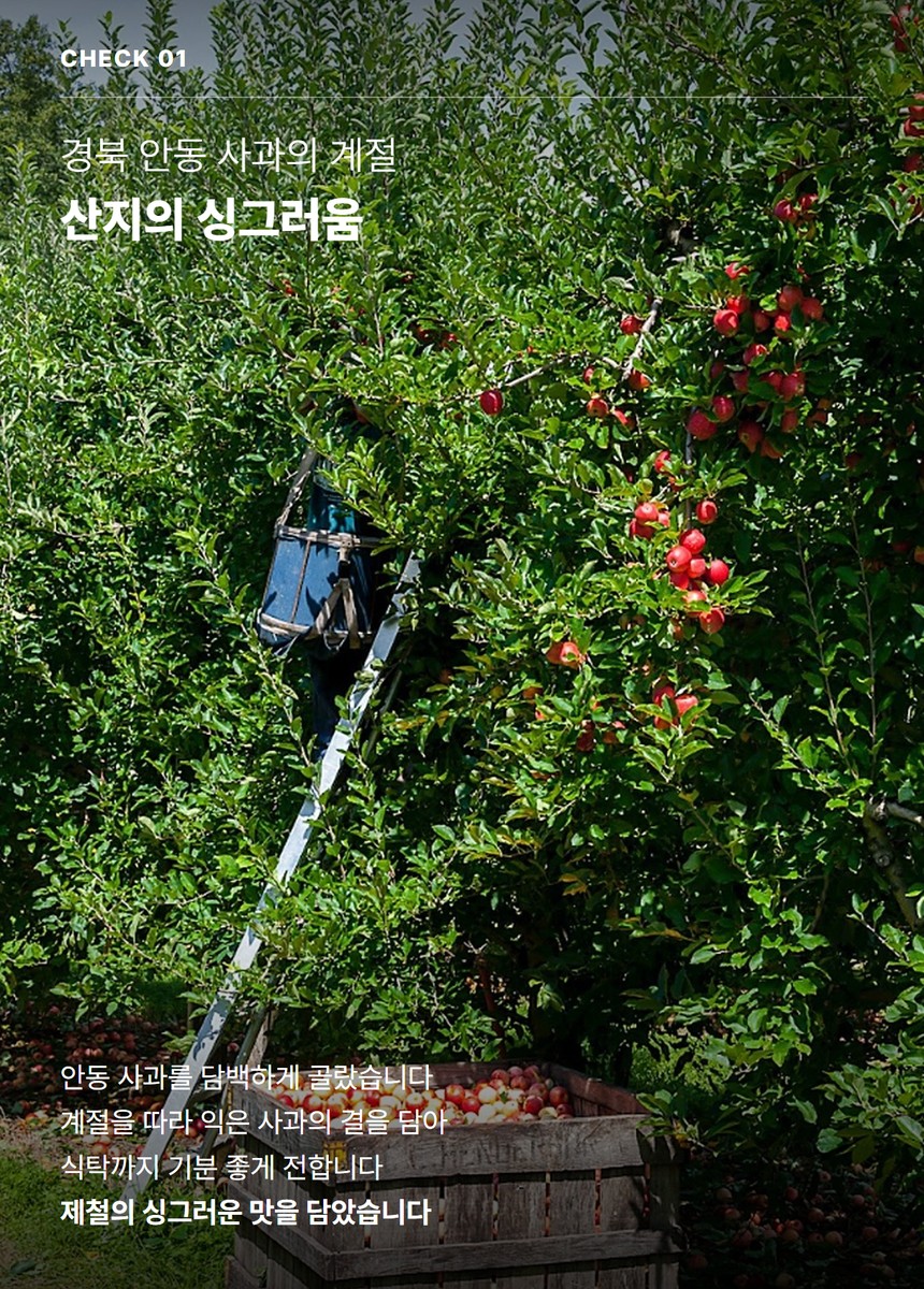 홍로 햇사과 03