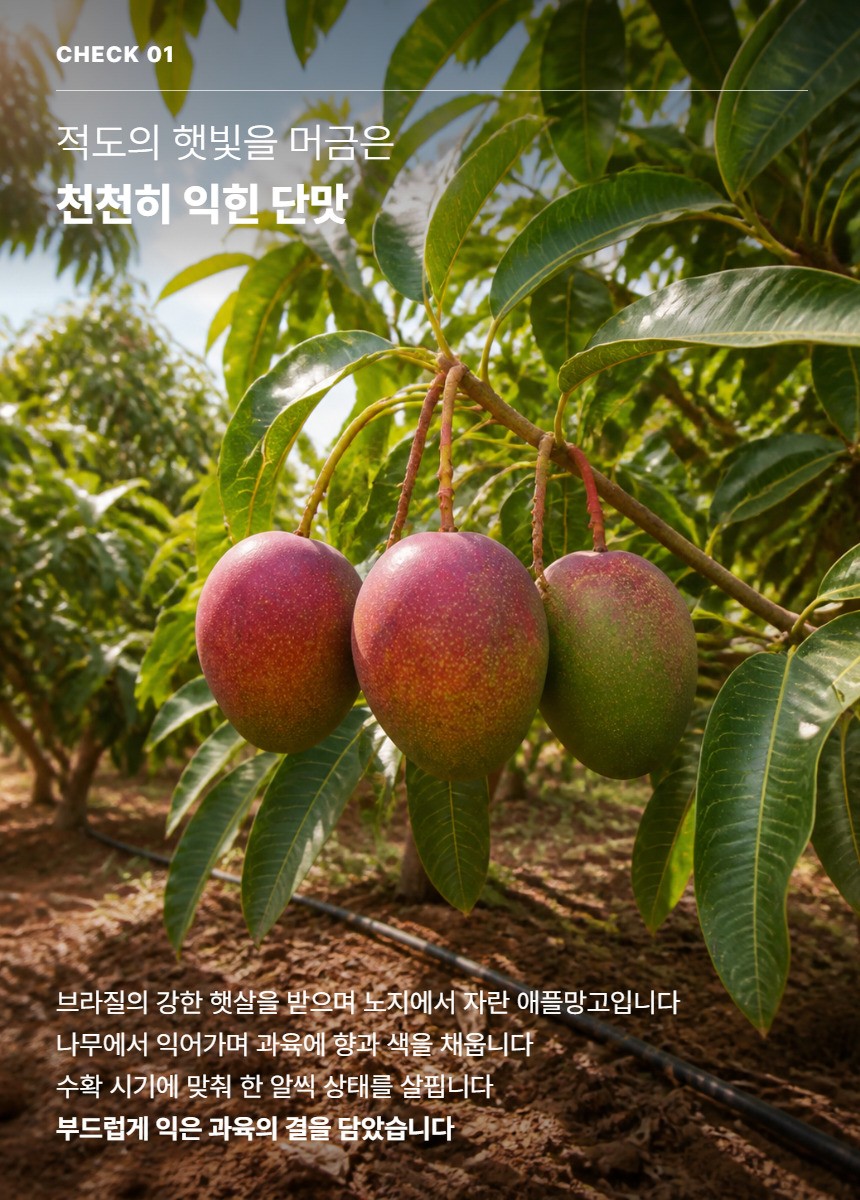 애플망고 03