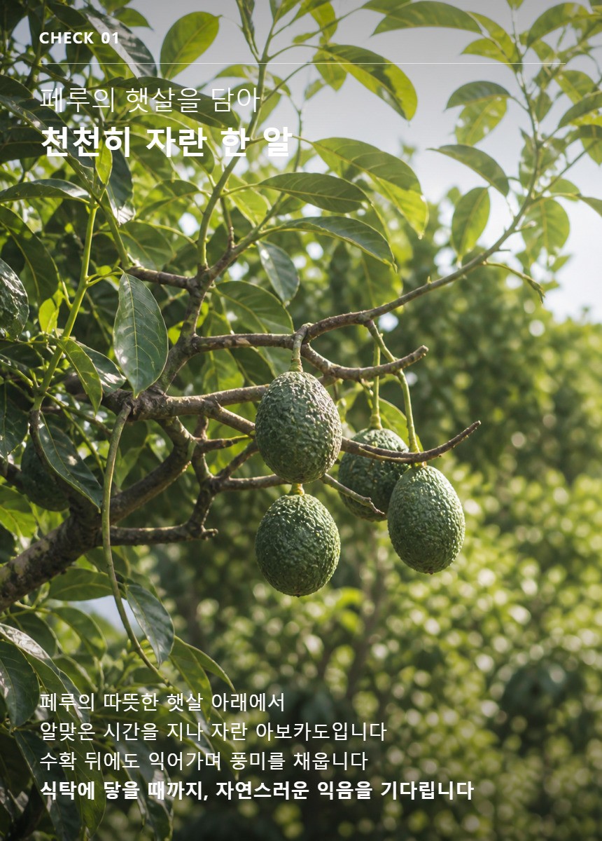 아보카도 03