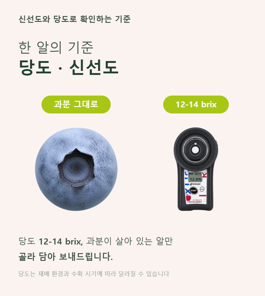 블루베리 06