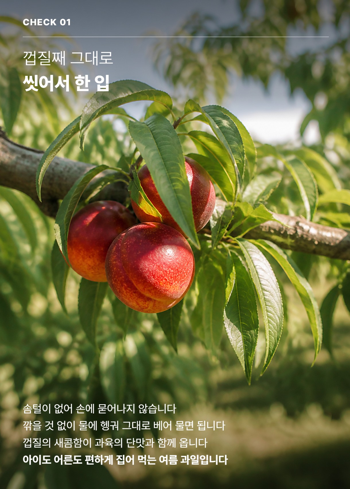 천도복숭아 03