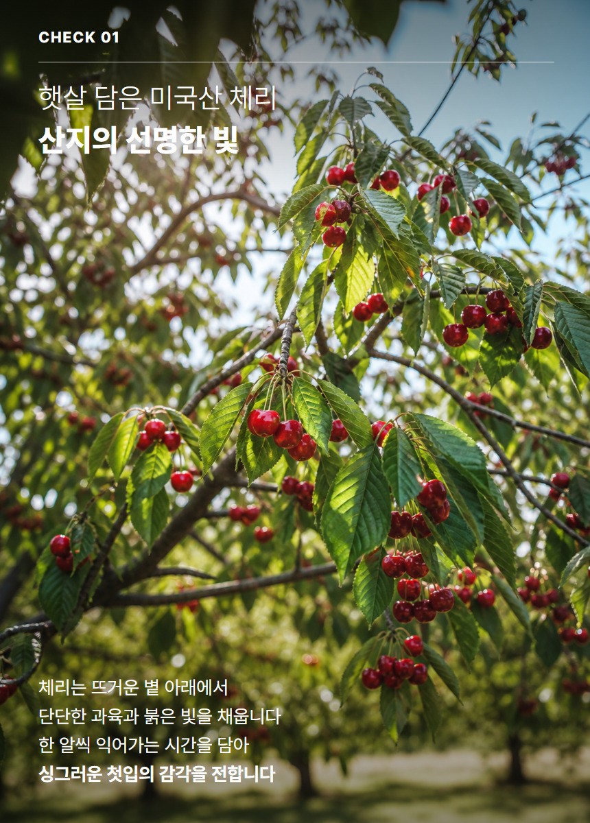 체리 03