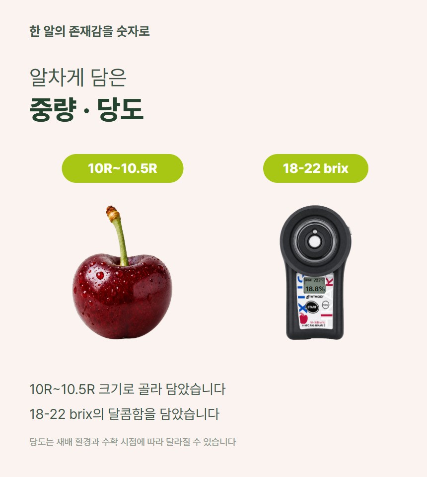 체리 06