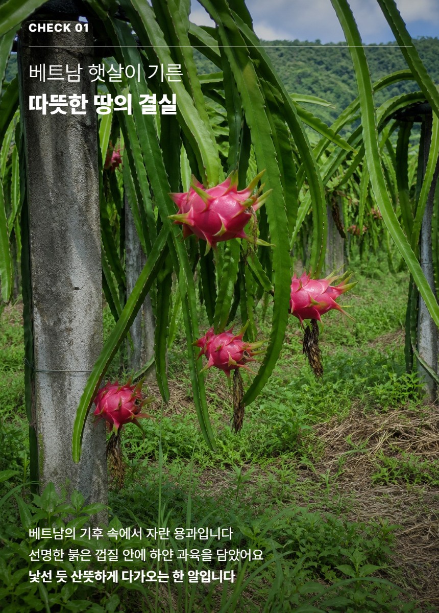 레드 용과 03