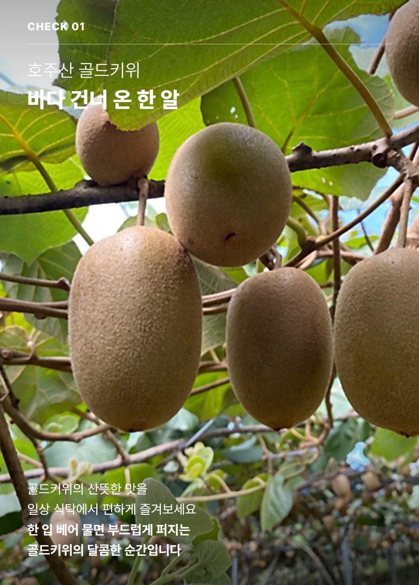골드키위 03
