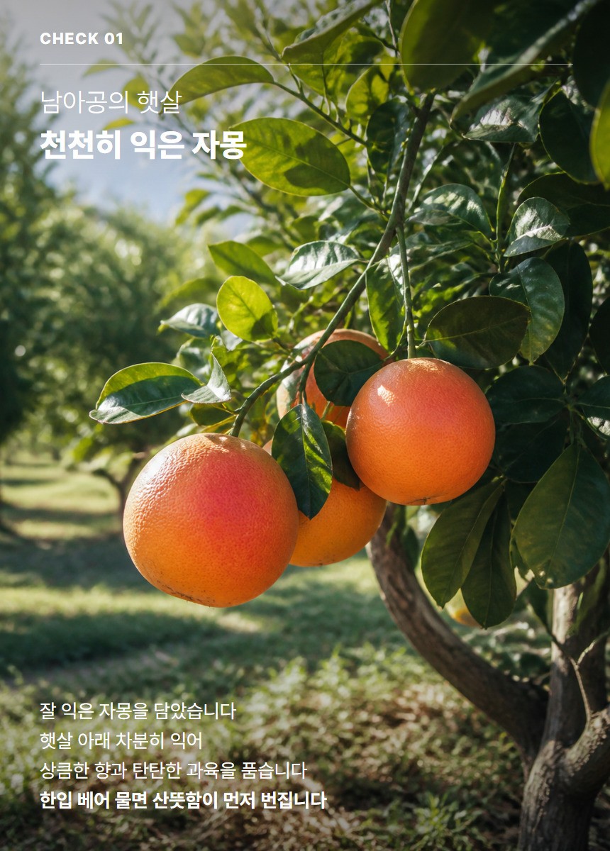 레드자몽 03