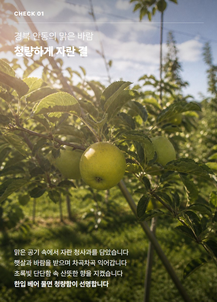 청사과 03