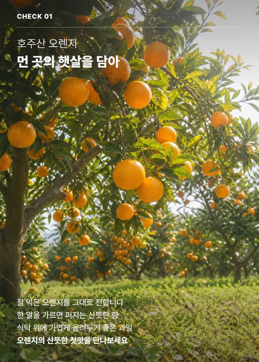 오렌지 03