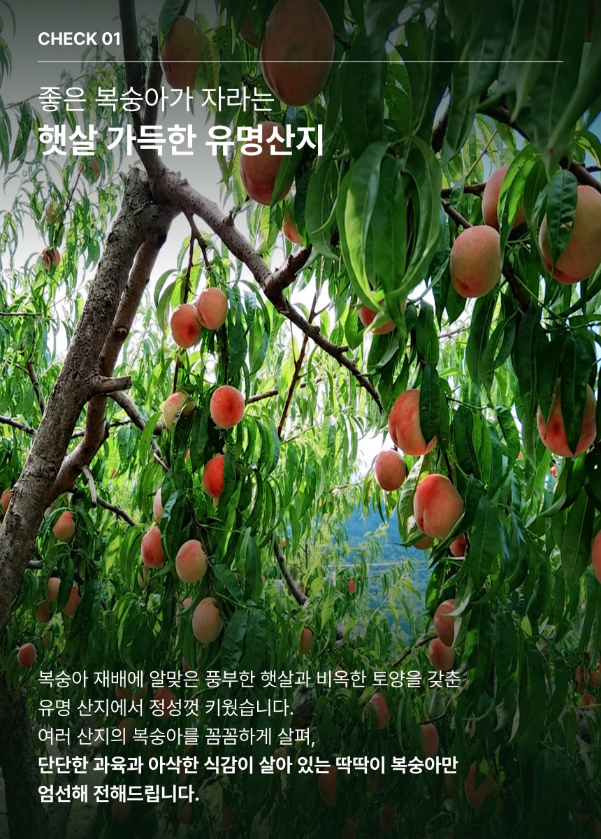 딱딱이 복숭아 03