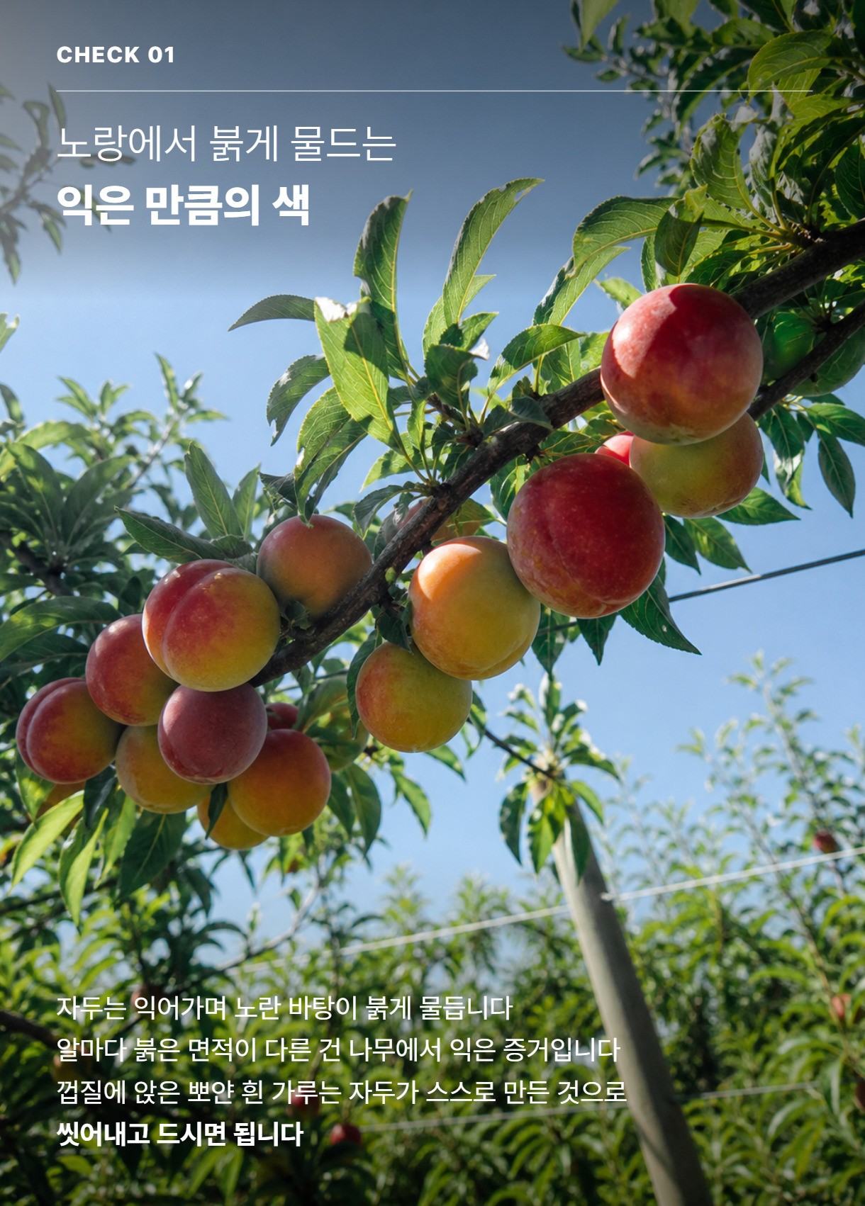 자두 03