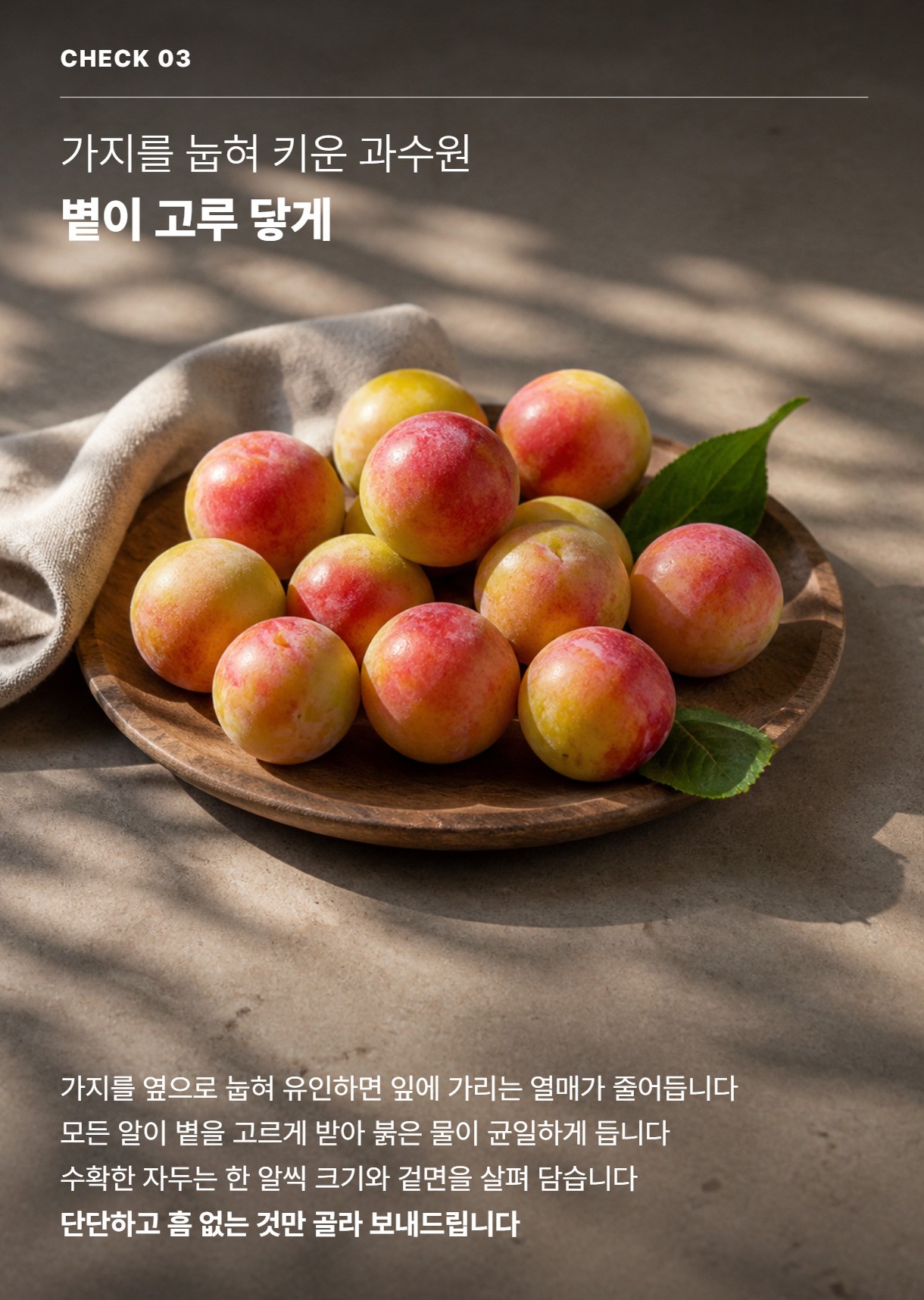 자두 05