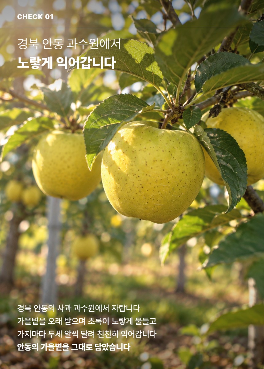 시나노골드 03