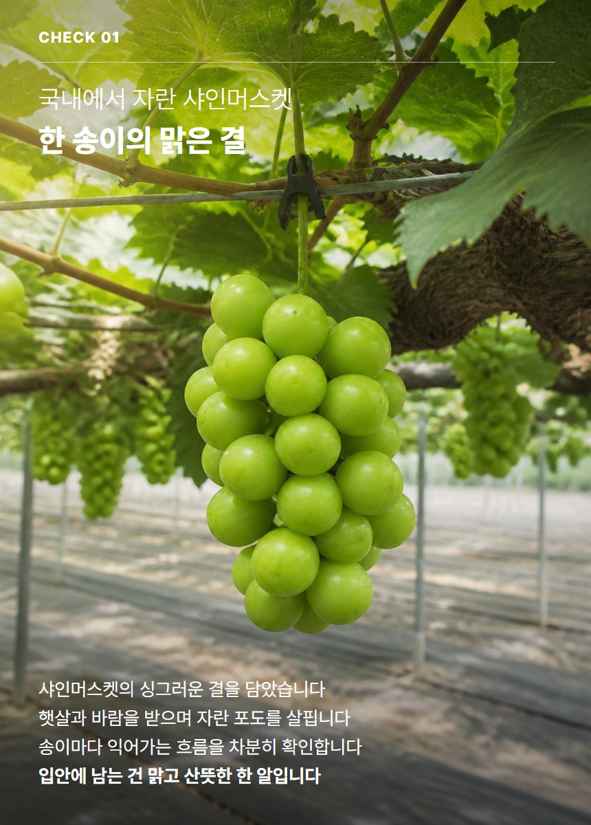 샤인머스켓 03