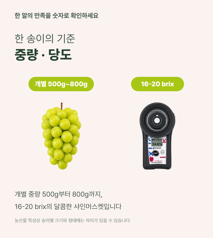 샤인머스켓 06