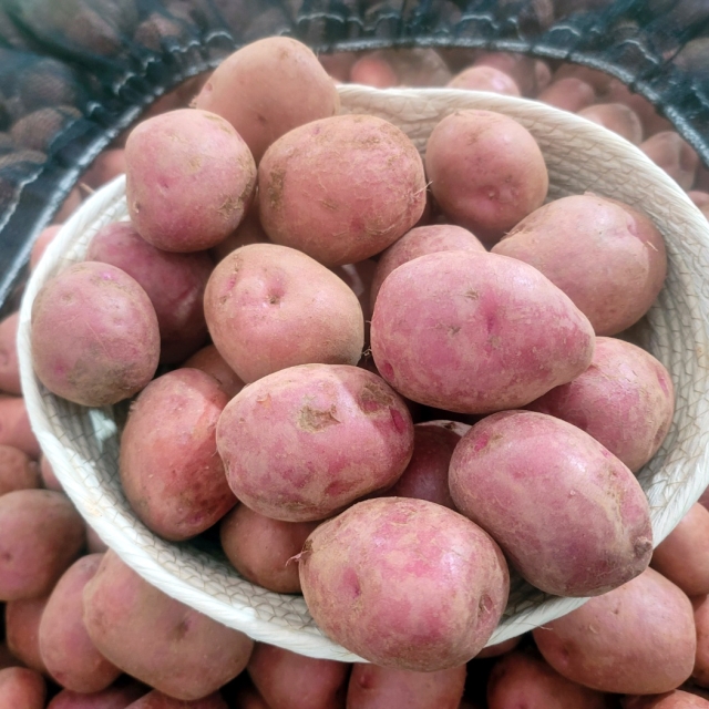 해남 햇 홍감자 특 5kg 