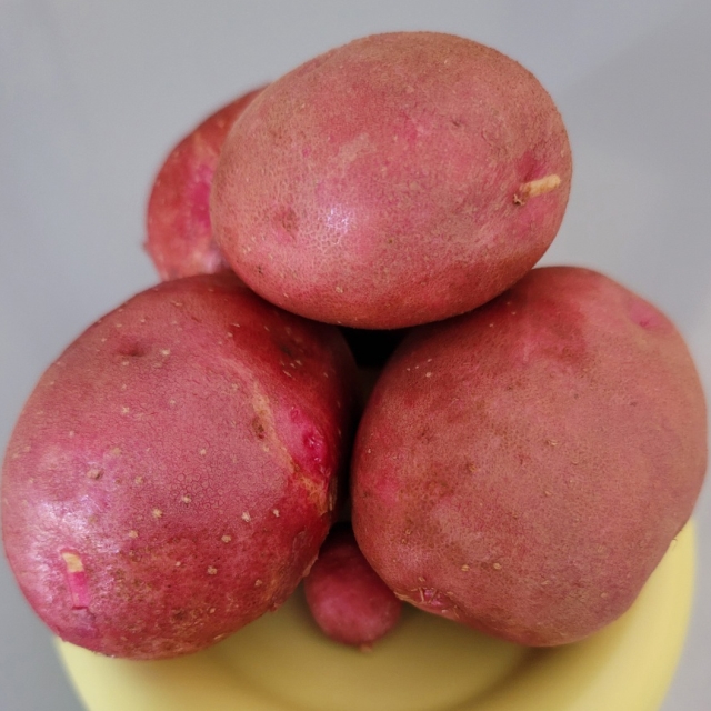해남 햇 홍감자 왕특 3kg 