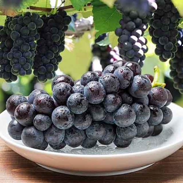거봉 포도 맛보기 1송이 1kg 2kg