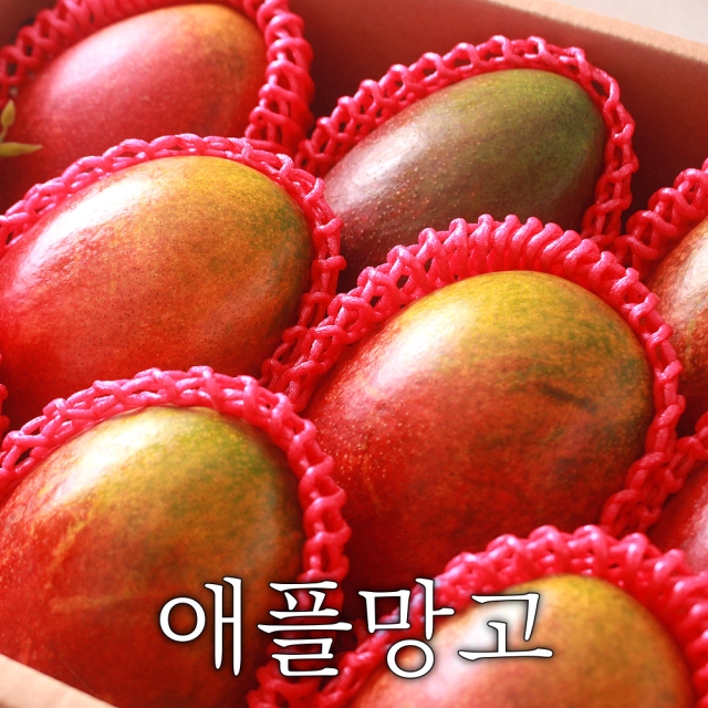 한입 가득 과즙! 진한 단맛의 프리미엄 애플망고 2kg