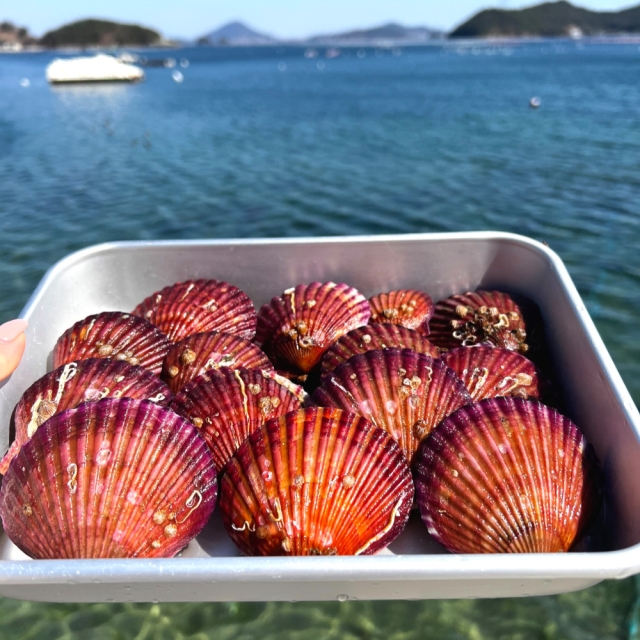 햇 홍가리비 (1kg~3kg 선택 / 1kg당 28미 내외)