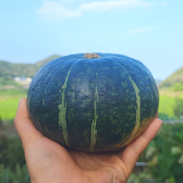 달콤하고 담백한 국내산 단호박 (2kg~5kg 선택)