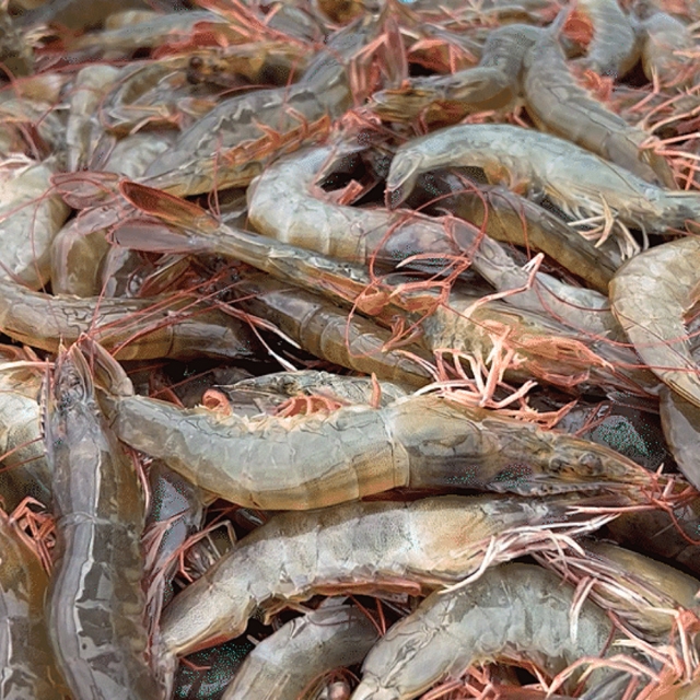 활 흰다리 새우 (1kg~5kg 선택 / 1kg당 37미 내외)