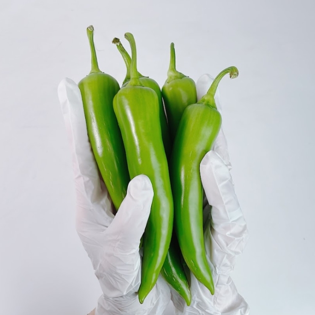 영양 가득 아삭한 당조고추 1kg