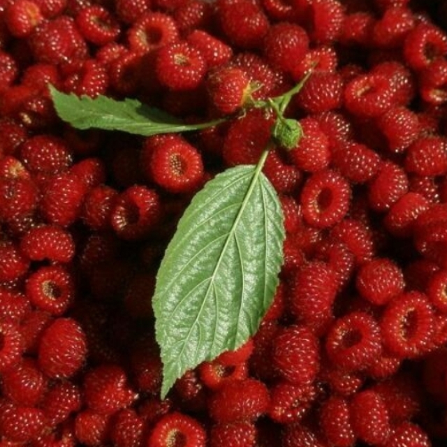 국내산 산딸기 500g/1kg