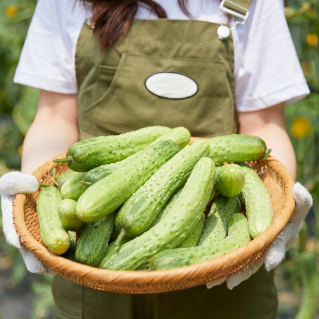 싱싱한 국내산 백오이 1kg