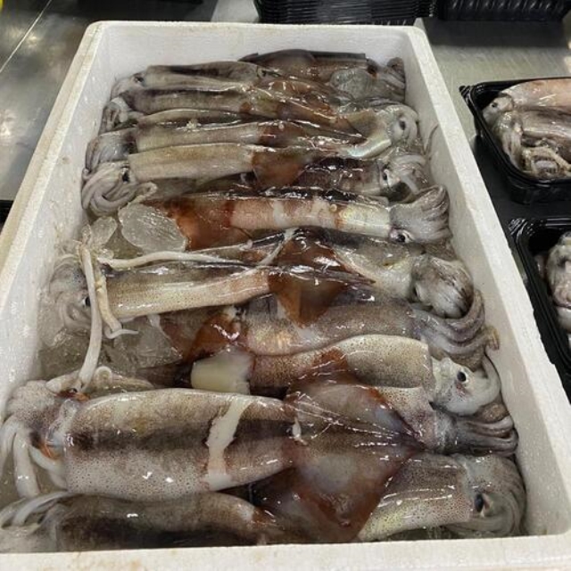 국내산 생물 급냉 통찜용오징어 1kg/2kg