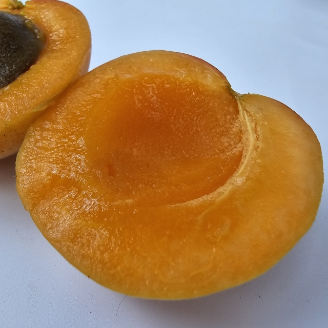 신품종 플럼코트 500g