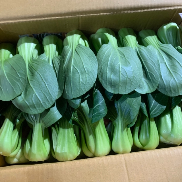 새벽경매 청경채 4kg