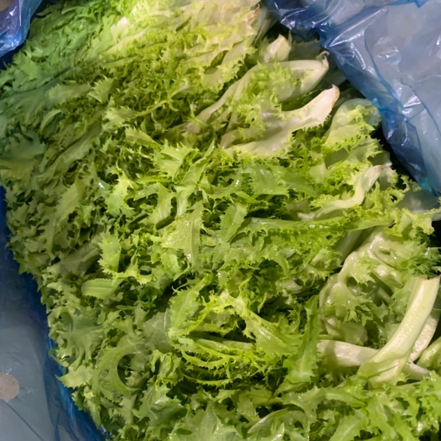 새벽경매 치커리 2kg