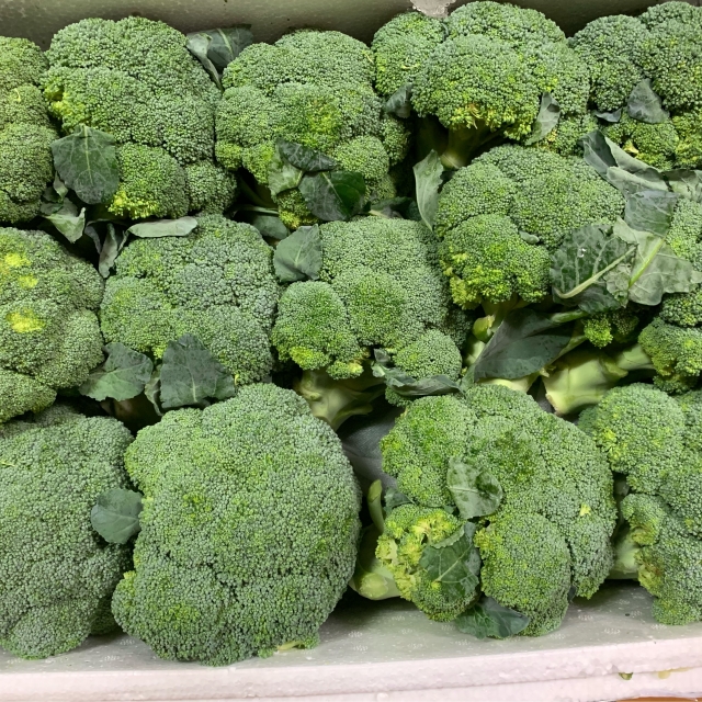 새벽경매 브로콜리 1송 국내산