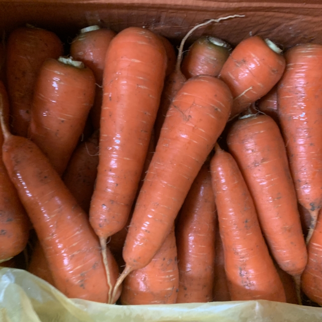 새벽경매 흙당근 1개,2개, 1kg