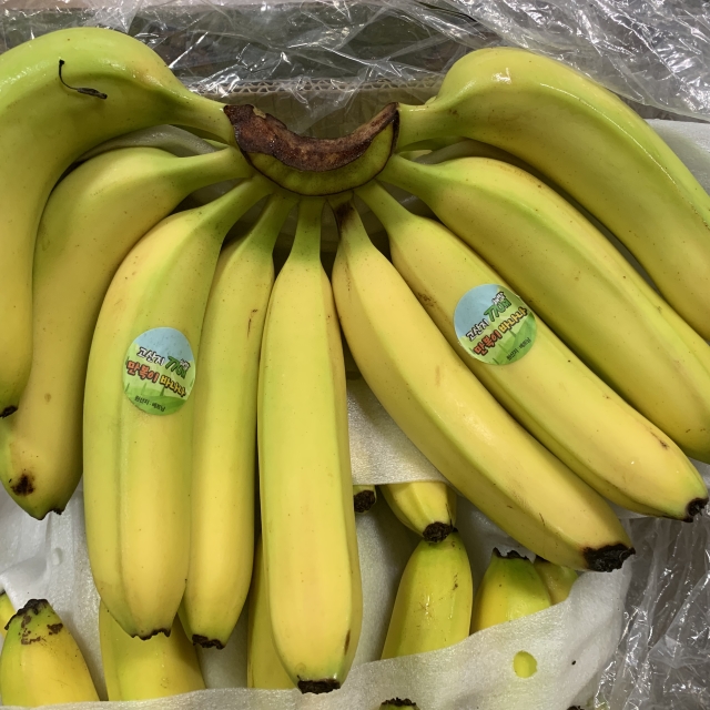 새벽경매 곳간한테 바나나 안 바나나 1송이