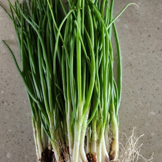 곳간표 매번 깔까 말까 고민하다 결국 까는 쪽파 800g 내외