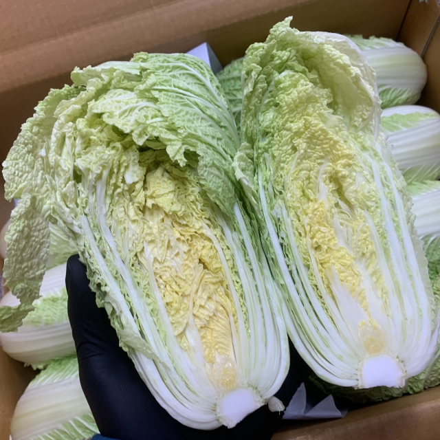 새벽경매 알배추 1통