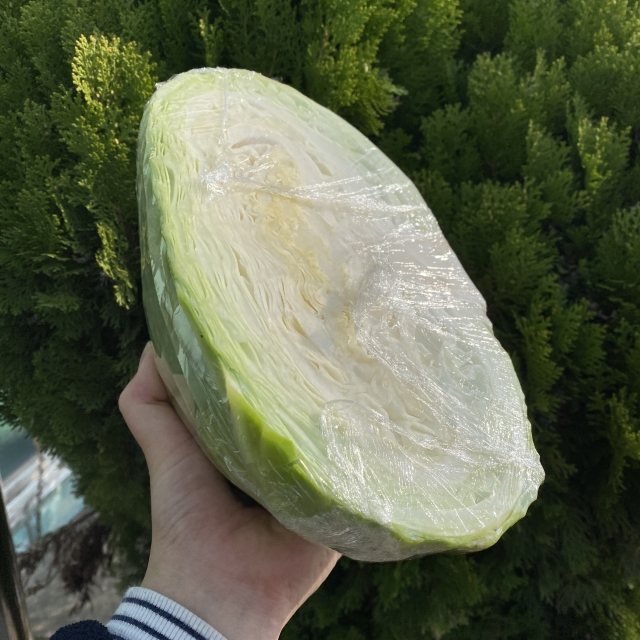 새벽경매 양배추 ,깐양배추 1통