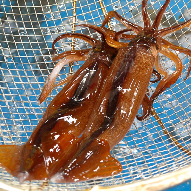 산지 직송! 동해안 자연산 활 오징어 1kg