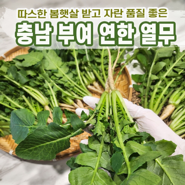 연한 열무 4kg