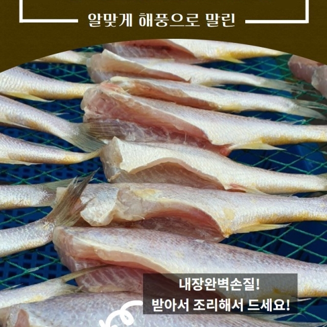 반건조 두절조기