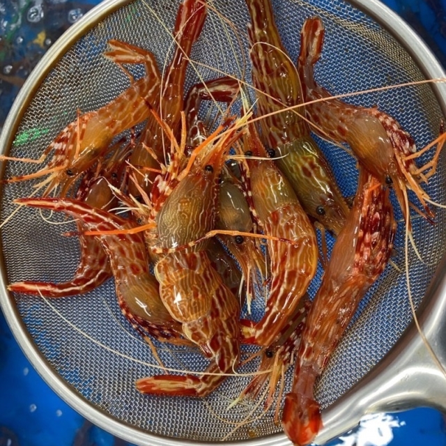 독도 활 꽃새우