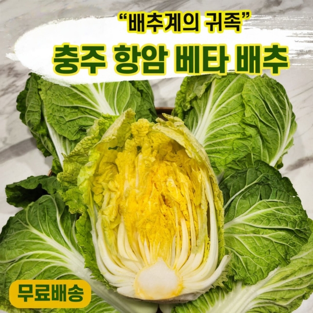 충주 항암 베타 배추