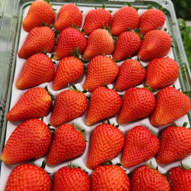 [논산직송] 제철! 설향 딸기 초특가