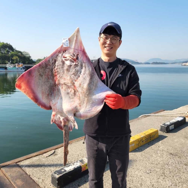 목포 흑산도 국내산 홍어 저온숙성 / 1kg이상 주문 시 홍어애 증정