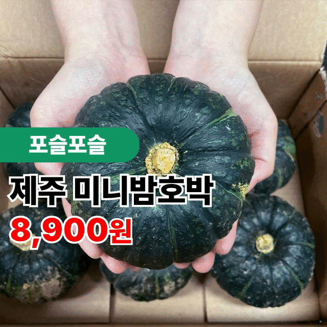 25년 첫수확 제주 미니밤호박 보우짱 1kg 2kg 3kg 5kg