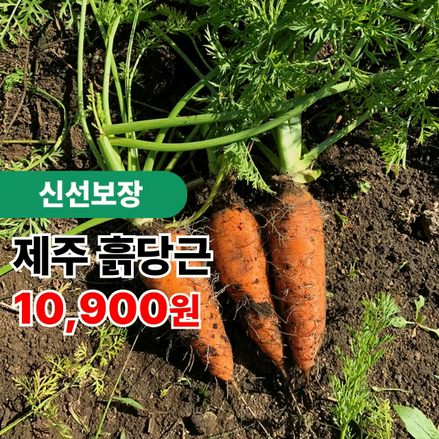 제주직송! 제주 구좌 흙당근 (중/특상)