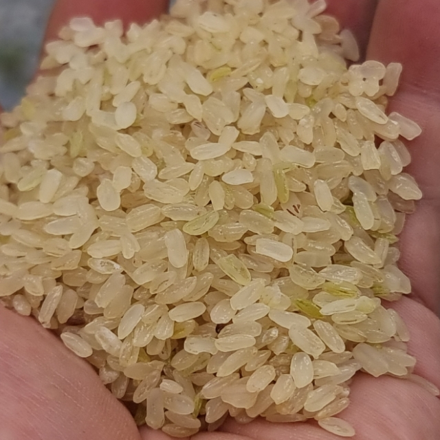 [소울푸드] 구수한 건강생식 찐쌀 올벼쌀 올배쌀 1kg